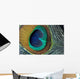 Peacock Feather Closeup Wall Mural