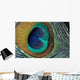 peacock feather closeup Wall Mural