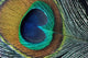peacock feather closeup Wall Mural