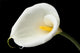 Charming Calla Lily Wall Mural