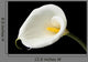 Charming Calla Lily Wall Mural
