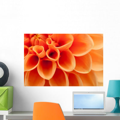 Orange Dahlia Bl Menblatter shown on a wall