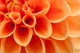 Orange Dahlia Bl Menblatter