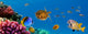 Underwater Panorama With Turtle Wall Mural