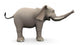 Elephante Side