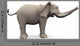 Elephante Side