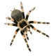 Brachypelma Smithi Front White Wall Decal
