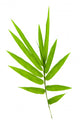 Bamboo leaves Wall Decal