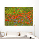 Shining red poppies with bluebottles and canola Wall Mural