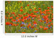 Shining red poppies with bluebottles and canola Wall Mural