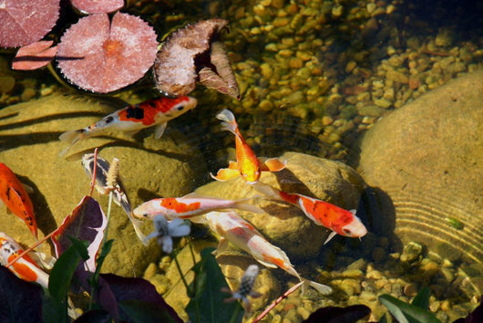 Koi Wall Mural