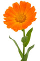 Flower Calendula