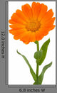 Flower Calendula