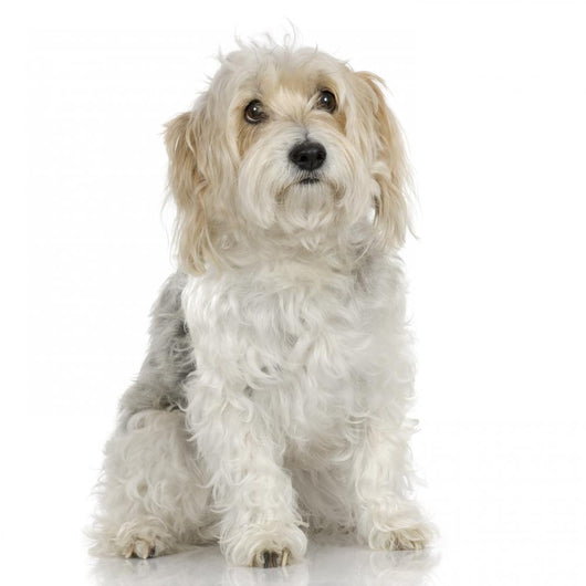 Dog Front White Wall Mural