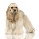 Cocker Spaniel Breed Front Wall Decal
