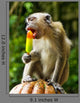 Monkey Eating Ice Cream