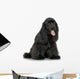 Cocker Spaniel Breed in front of a white background Wall Decal
