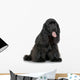 Cocker Spaniel Breed in front of a white background Wall Decal