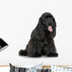 Cocker Spaniel Breed in front of a white background Wall Decal