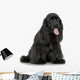 Cocker Spaniel Breed in front of a white background Wall Decal