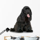 Cocker Spaniel Breed in front of a white background Wall Decal