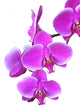 Ramo Di Orchidee Rosa Wall Decal