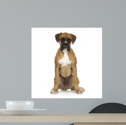 Puppy Boxer Front White Wall Decal