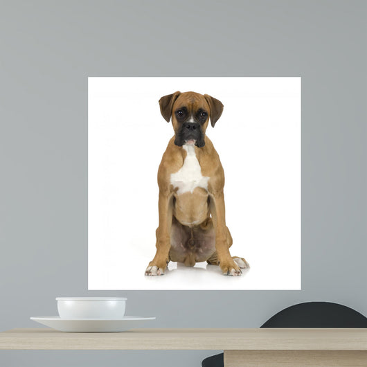 Puppy Boxer Front White Wall Decal