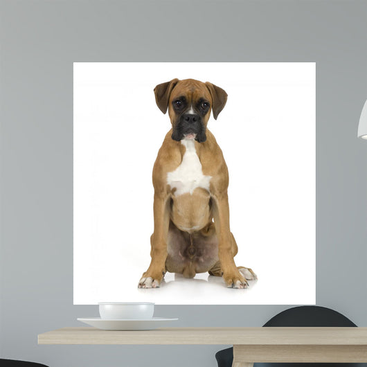Puppy Boxer Front White Wall Decal