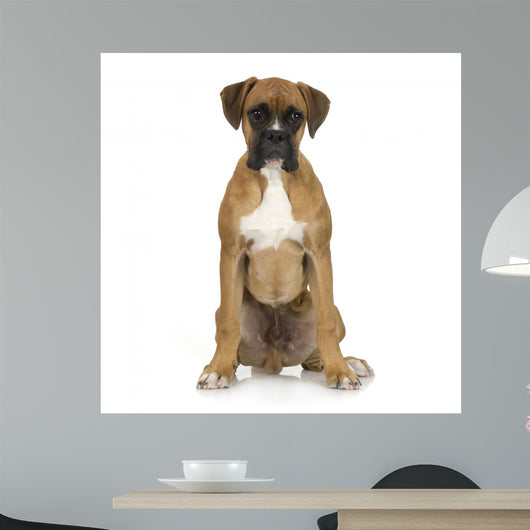 Puppy Boxer Front White Wall Decal