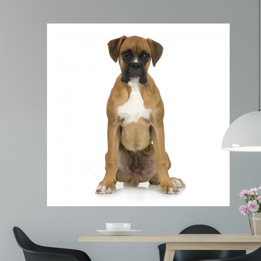 Puppy Boxer Front White Wall Decal