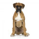 Puppy Boxer Front White Wall Decal
