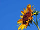 Sunflower under Big Blue Wall Decal