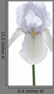Iris Wall Decal