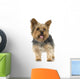 Adult Yorkshire Terrier in front of a white background Wall Decal