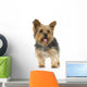 Adult Yorkshire Terrier in front of a white background Wall Decal