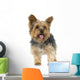 Adult Yorkshire Terrier in front of a white background Wall Decal