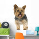 Adult Yorkshire Terrier in front of a white background Wall Decal