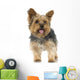 Adult Yorkshire Terrier in front of a white background Wall Decal