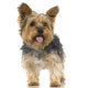 Adult Yorkshire Terrier in front of a white background Wall Decal