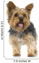 Adult Yorkshire Terrier in front of a white background Wall Decal