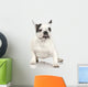 french Bulldog adult in front of a white background. Wall Decal