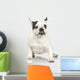 french Bulldog adult in front of a white background. Wall Decal