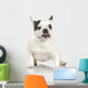 french Bulldog adult in front of a white background. Wall Decal