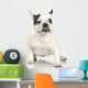 french Bulldog adult in front of a white background. Wall Decal