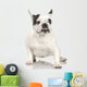 french Bulldog adult in front of a white background. Wall Decal