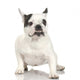 french Bulldog adult in front of a white background. Wall Decal