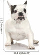 french Bulldog adult in front of a white background. Wall Decal