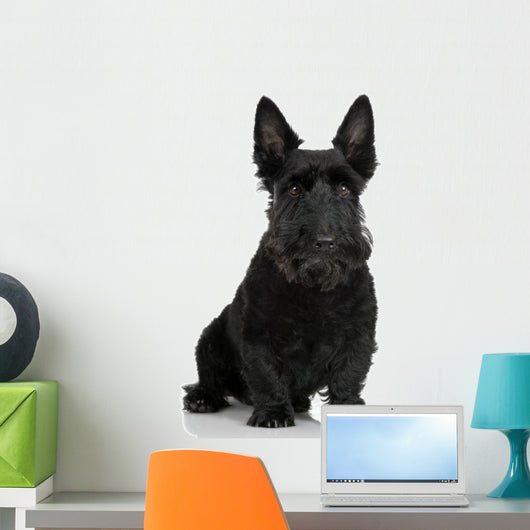 Scottish Terrier Wall Decal