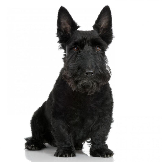 Scottish Terrier Wall Decal
